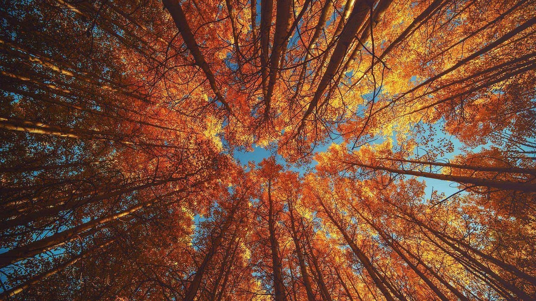 Les couleurs de l’automne