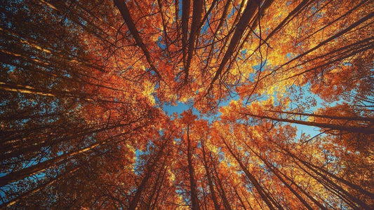 Les couleurs de l’automne