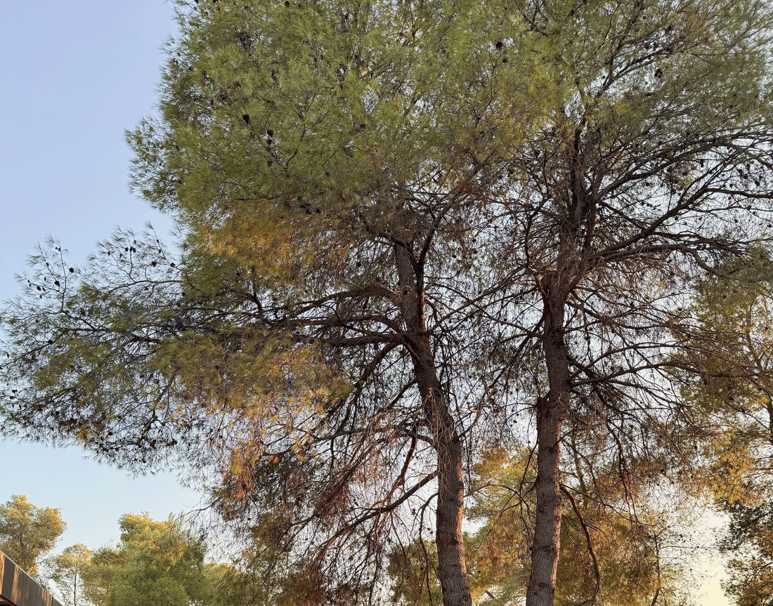 Ce qu’un paysage peut réveiller